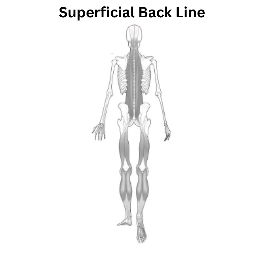 Feeling the Superficial Back Line